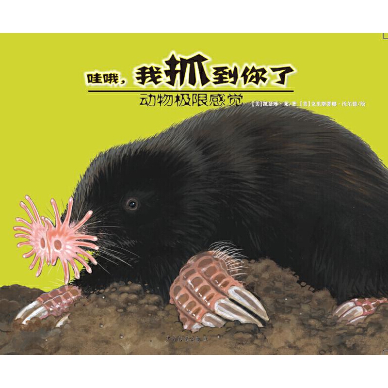 O޸X-Ŷץ